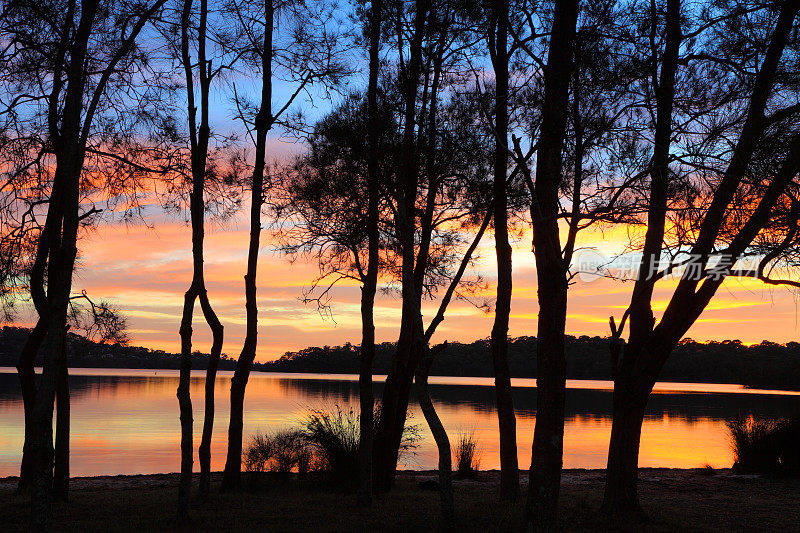 日出的倒影和泻湖上木麻黄的剪影