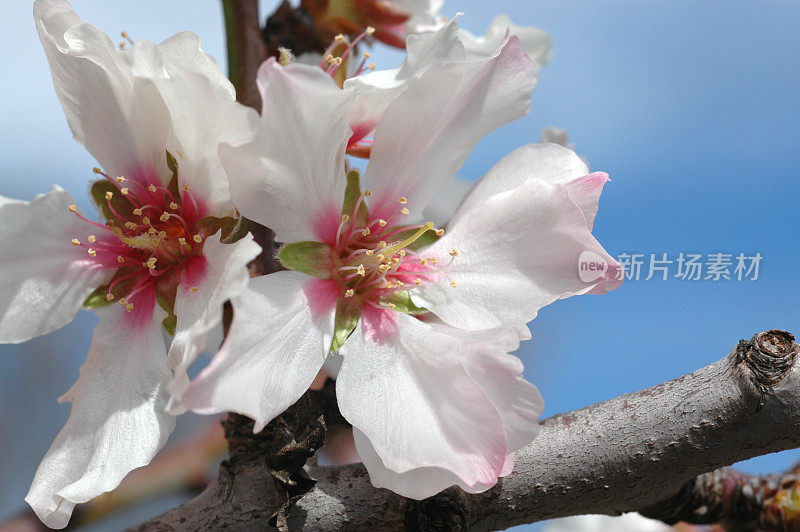 杏仁花，普鲁努斯杜丽丝