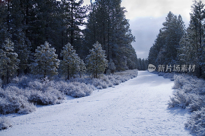 白雪覆盖的森林道路