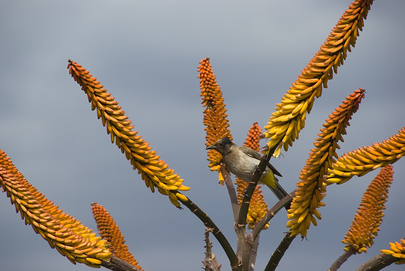 芦荟&#235色黑头鹎(Pycnonotus tricolor);marlothii