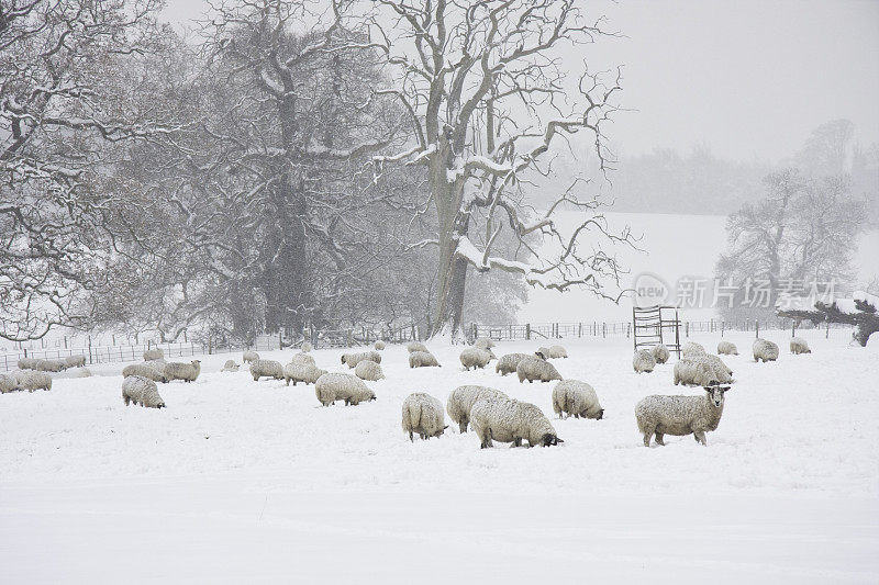 雪地里的绵羊