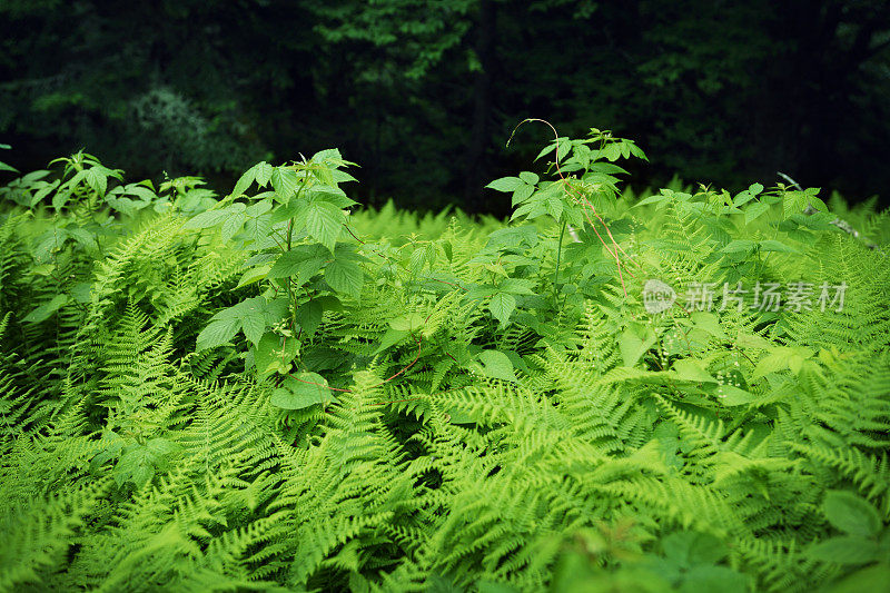 蕨类植物