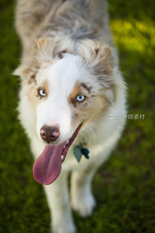 澳大利亚牧羊犬在草地上