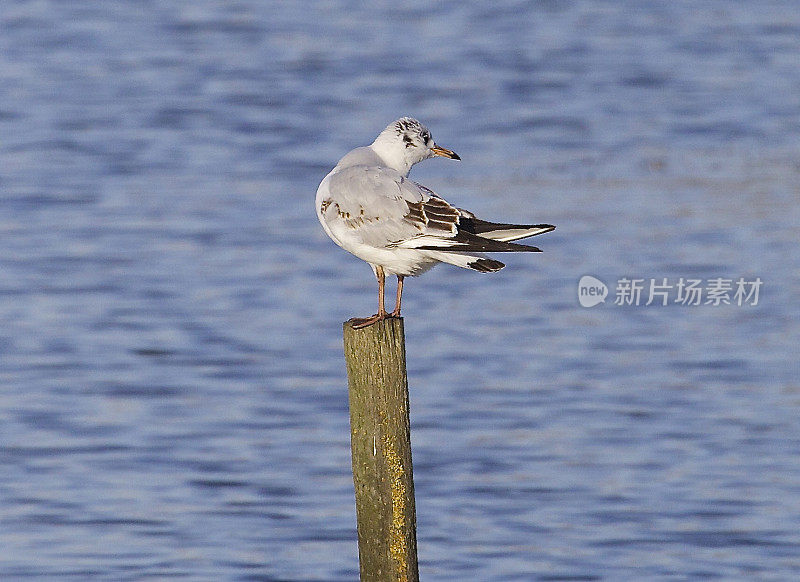 红嘴鸥