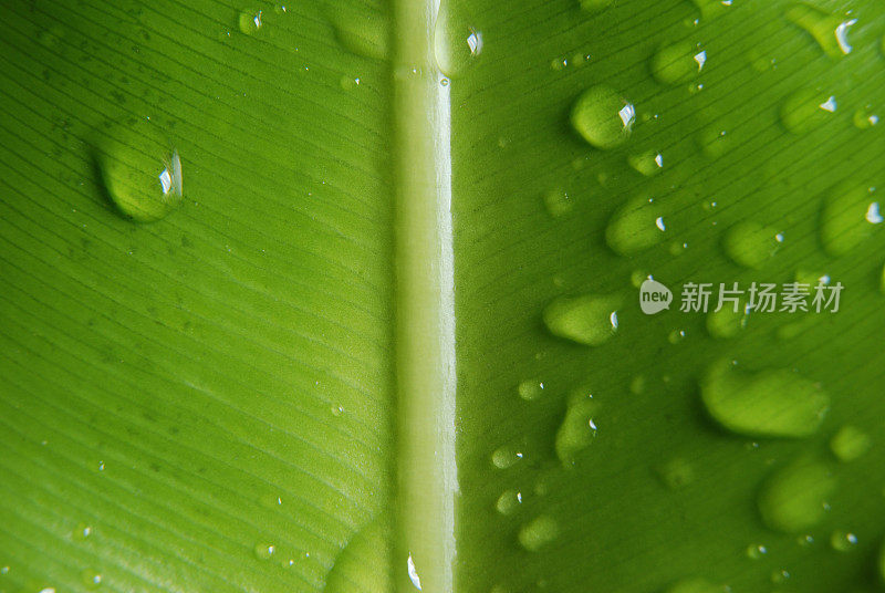 树叶和雨滴