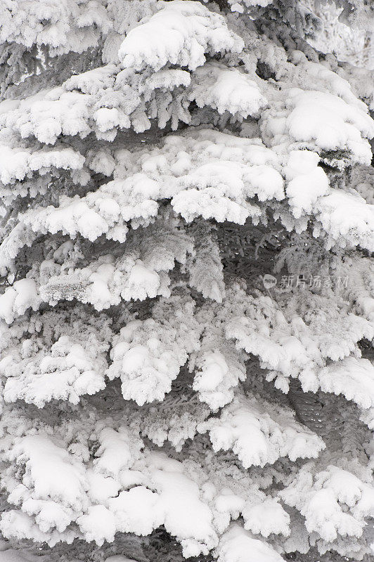 雪覆盖了云杉的树枝