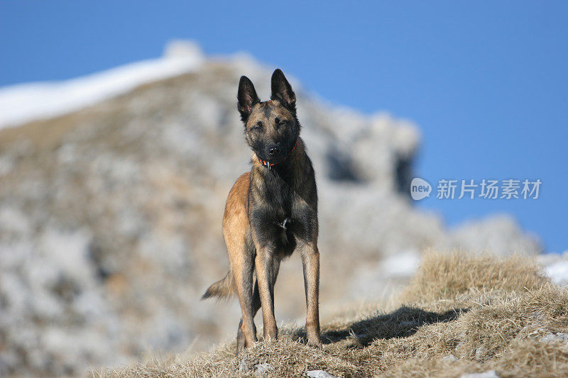 比利时牧羊犬