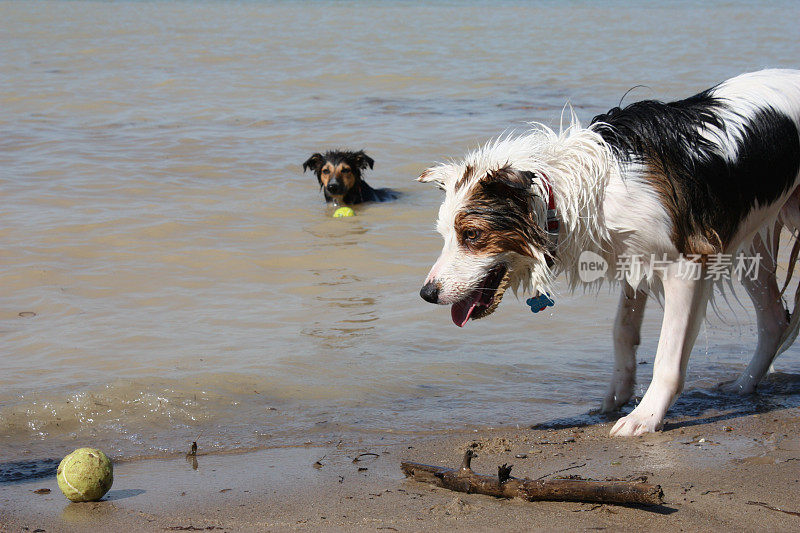 边境牧羊犬在水里取水