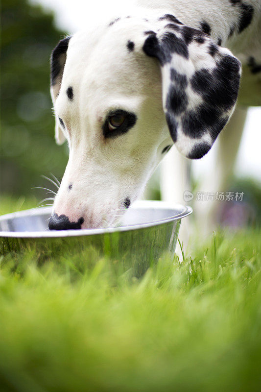 斑点狗喂食