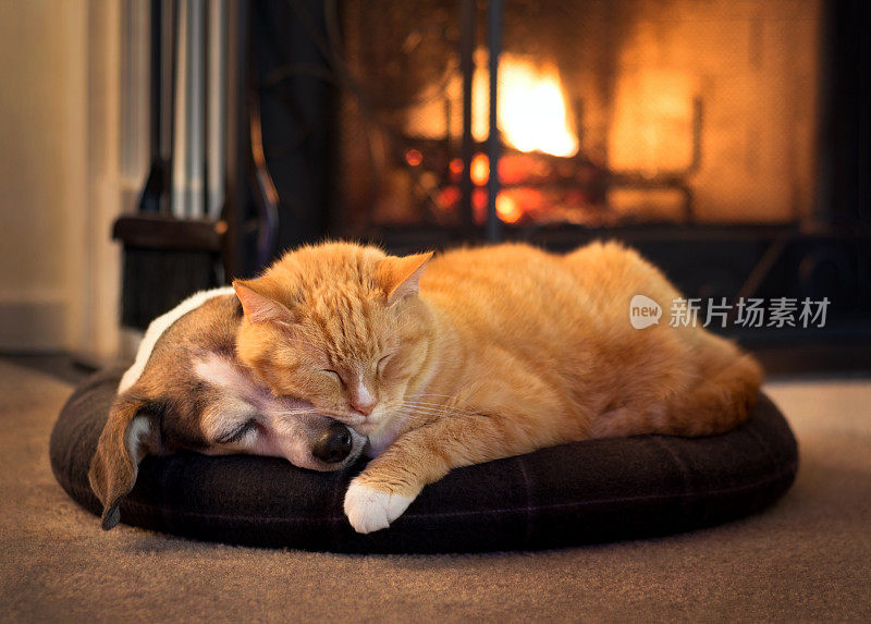 猫和狗在壁炉旁