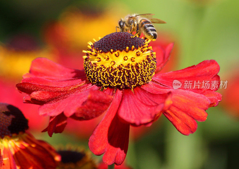 蜜蜂在红色的氦气花上采集花粉