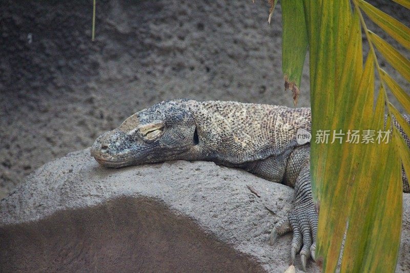 巨蜥在一块大岩石上休息