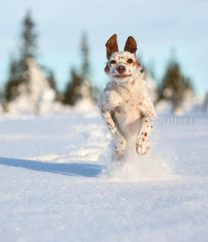 挪威辛弗杰尔·奥普兰，一只在雪地里奔跑的英国赛特犬