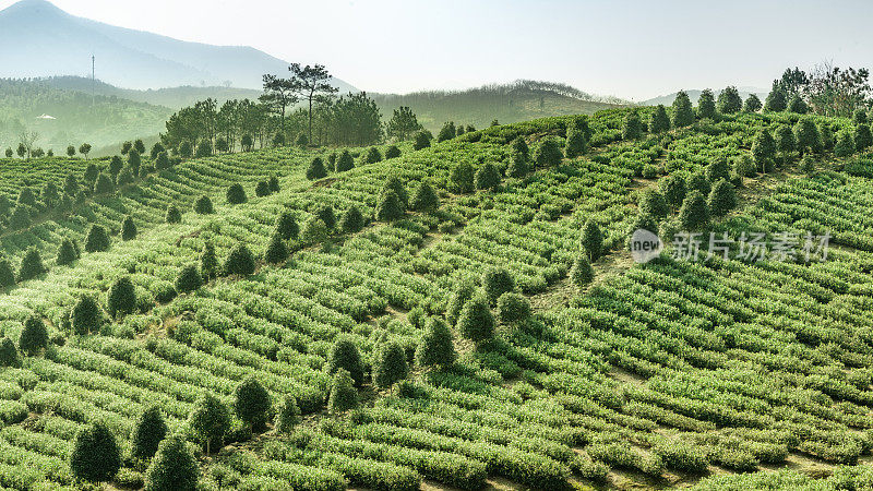 中国的茶园