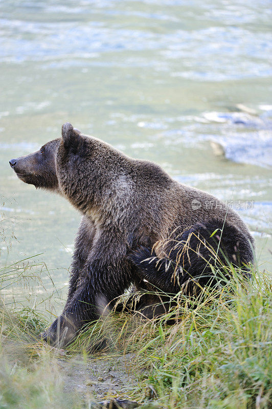河边有灰熊