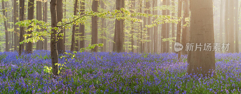 比利时哈勒博斯盛开的风信子林，在清晨的阳光下