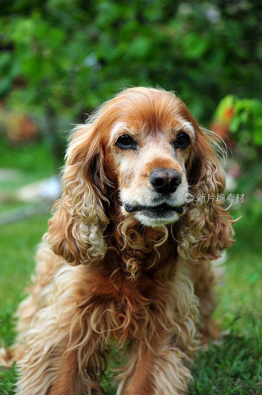 女性可卡犬