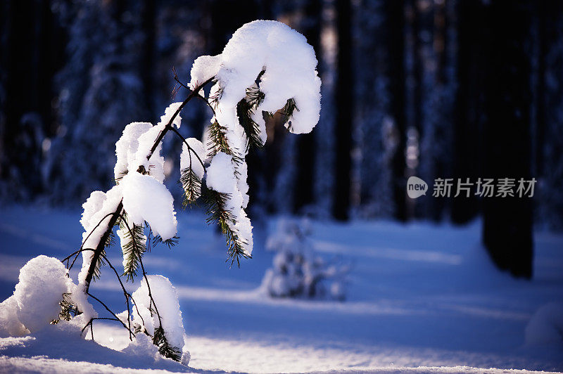 小松树上覆盖着雪