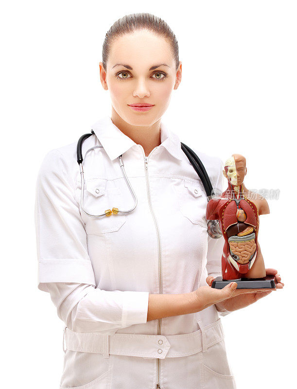 女医生的人体模型