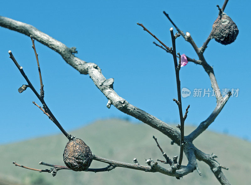 春天树上的干瘪的桃子在夏天收获时也未被采摘