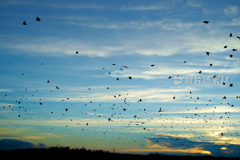 一群乌鸦在冬天的黄昏聚集在一起