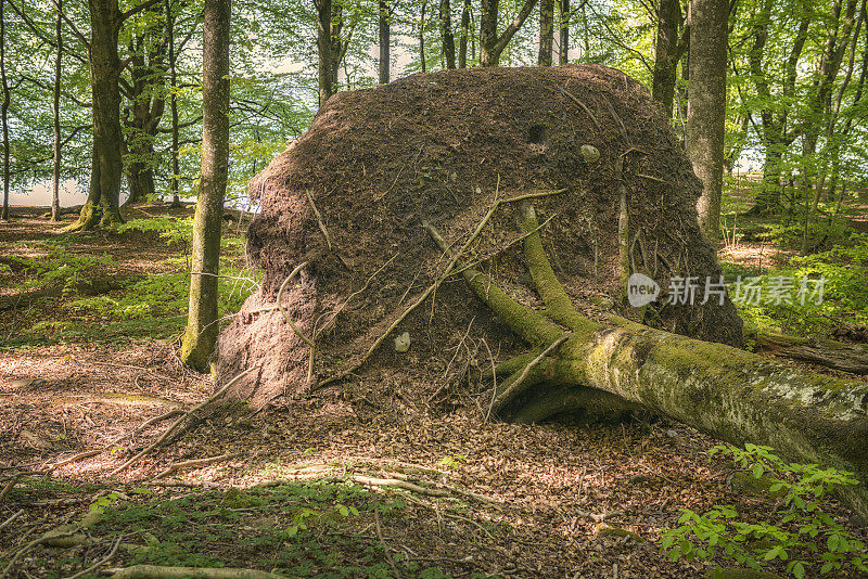 山毛榉树连根拔起