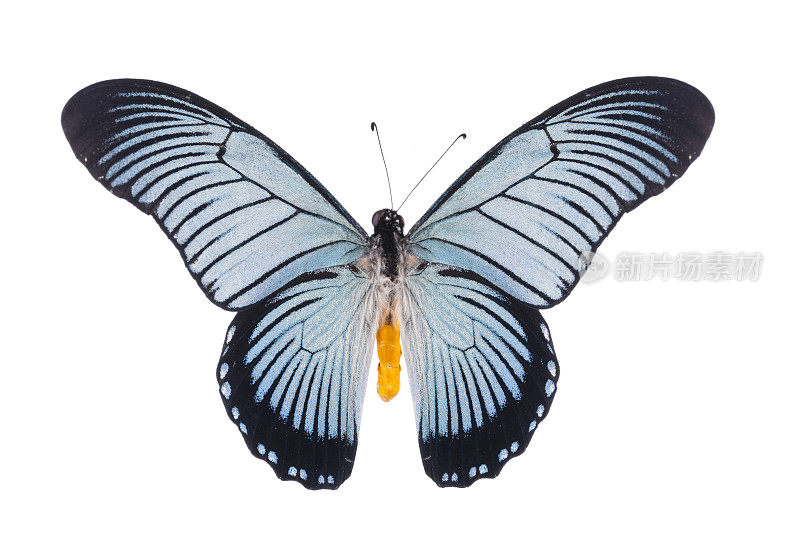 燕尾蝶的papiliofzalmoxis孤立于白色