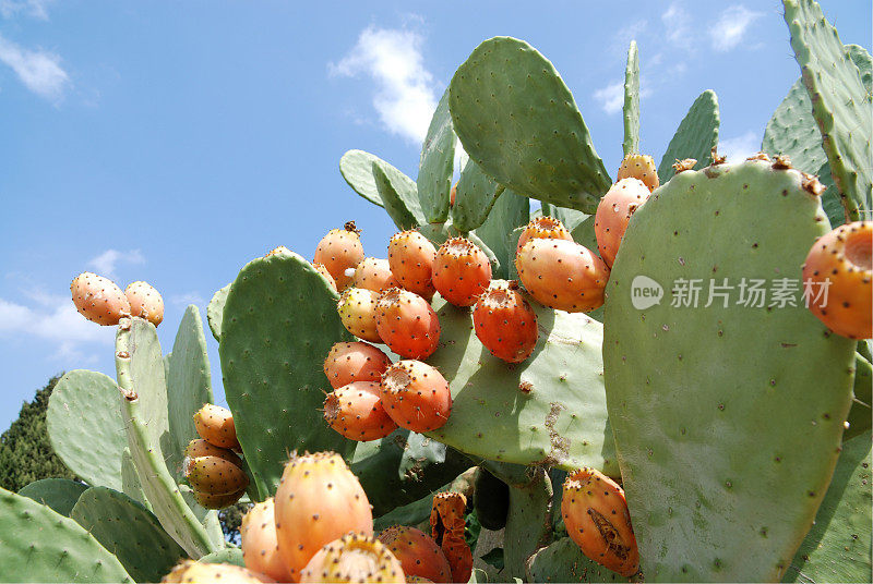 仙人掌上有许多橘子摘梨