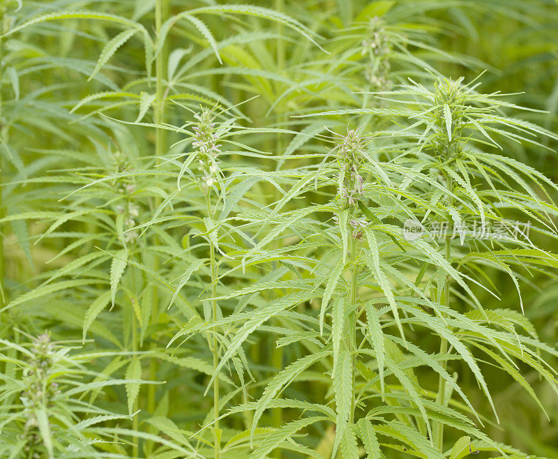 大麻(大麻sativa)雌花