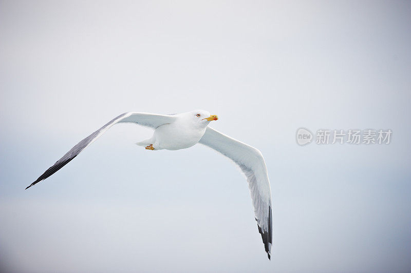 飞翔的海鸥