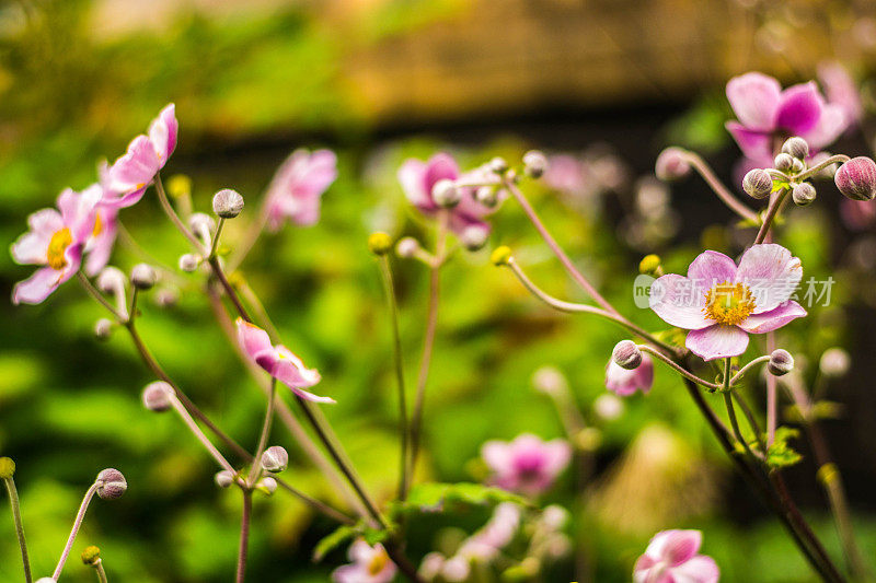 日本紫银莲花