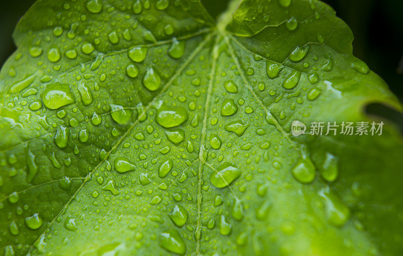 带雨滴的叶子