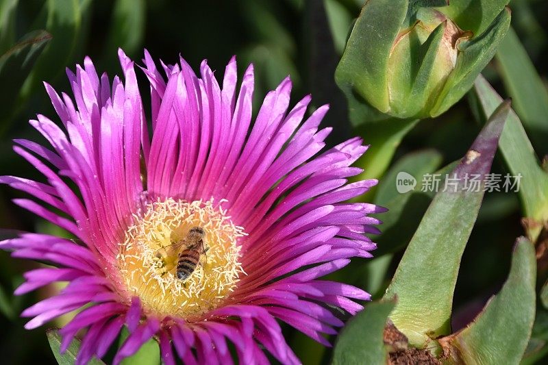 蜜蜂采集花粉