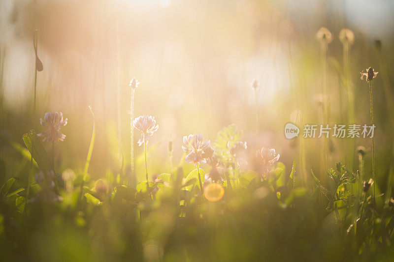 田野里的早晨