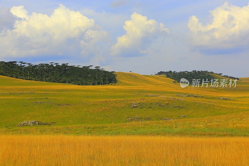 阿劳卡里亚斯，潘帕农场草地，南大河湾，巴西南部