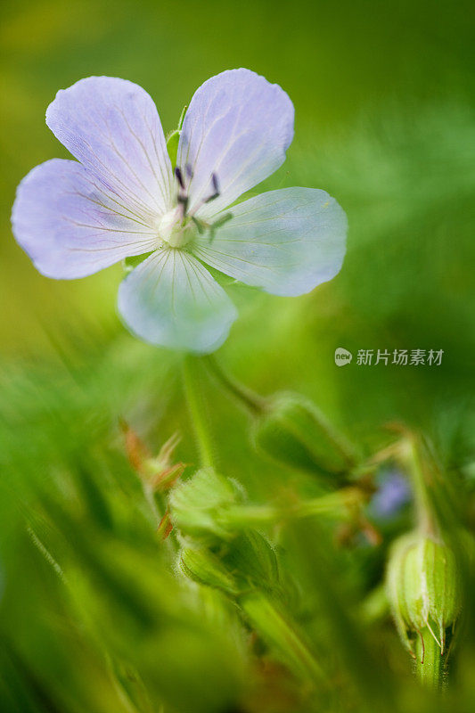 植物区系