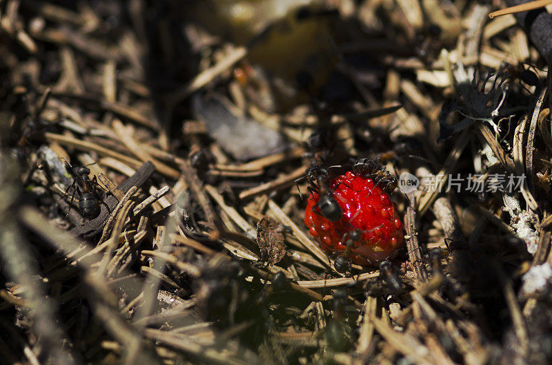 野草莓在蚁丘中间