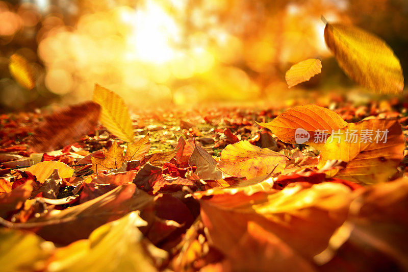 秋天的树叶在明亮的阳光下