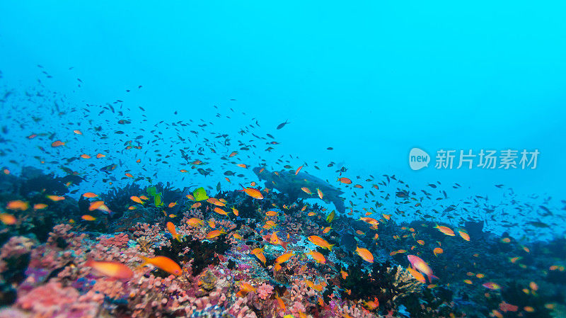 马尔代夫珊瑚礁附近的绿海龟