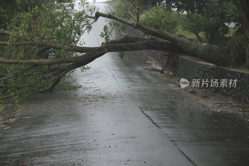 热带气旋“奥斯瓦尔德”刮倒了许多树木