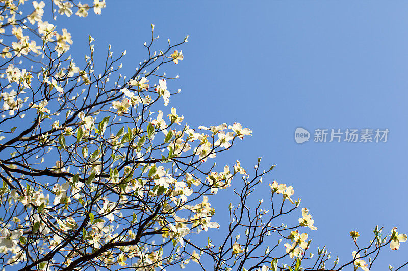 在阳光下盛开的白色山茱萸树(山茱萸佛罗里达)