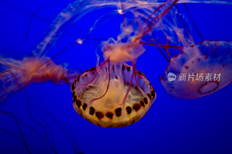 黑海荨麻水母水平