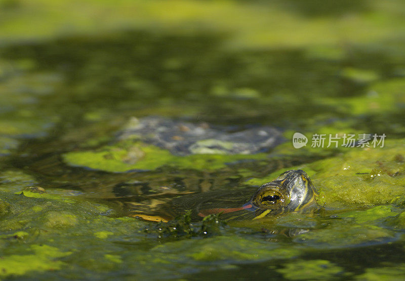 乌龟在水里