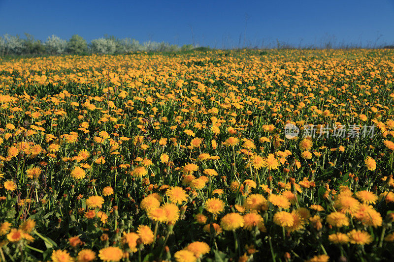 草地――鲜花和绿草