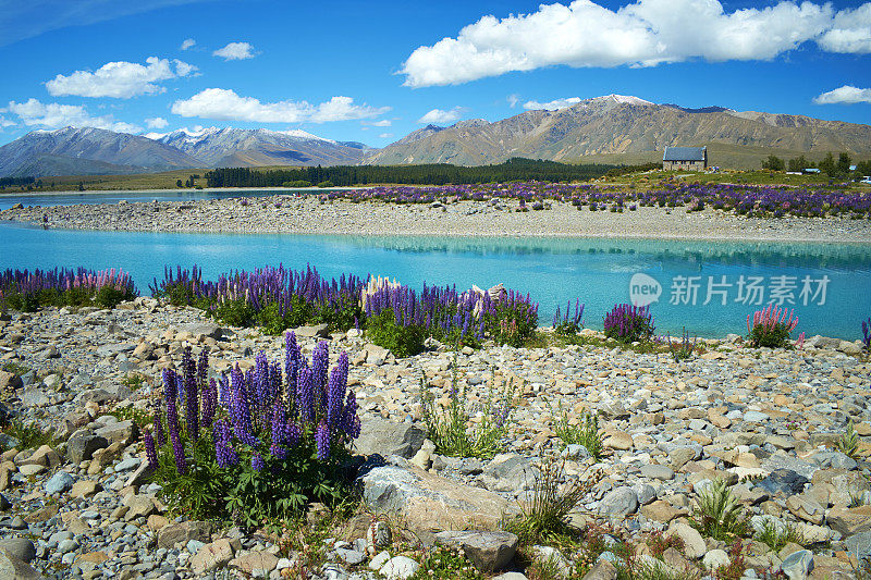 特卡波湖的Lupins