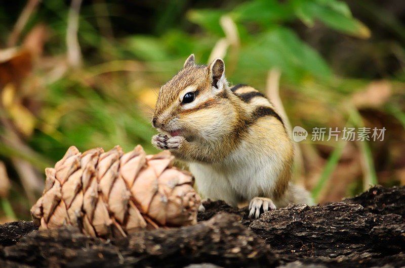 可爱的松鼠在吃松果。