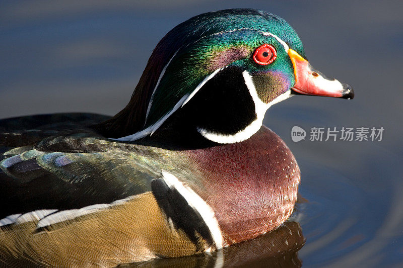 男性Woodduck