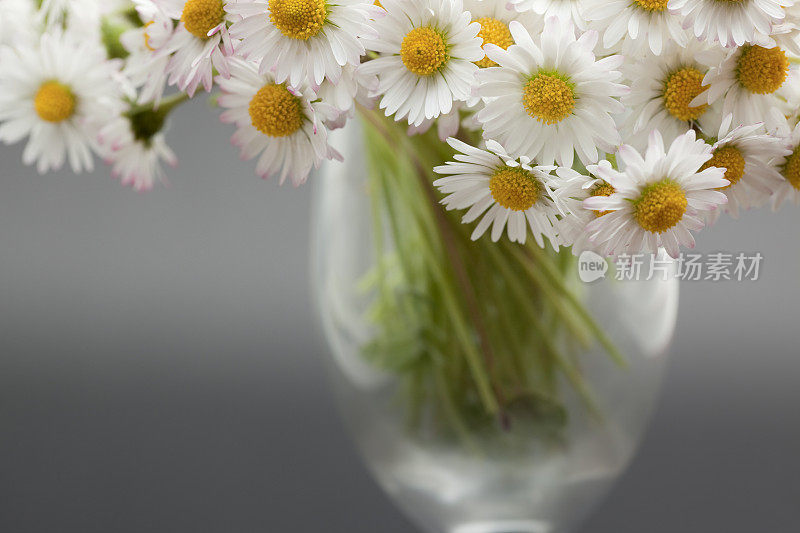 灰色背景的花瓶里有一束雏菊