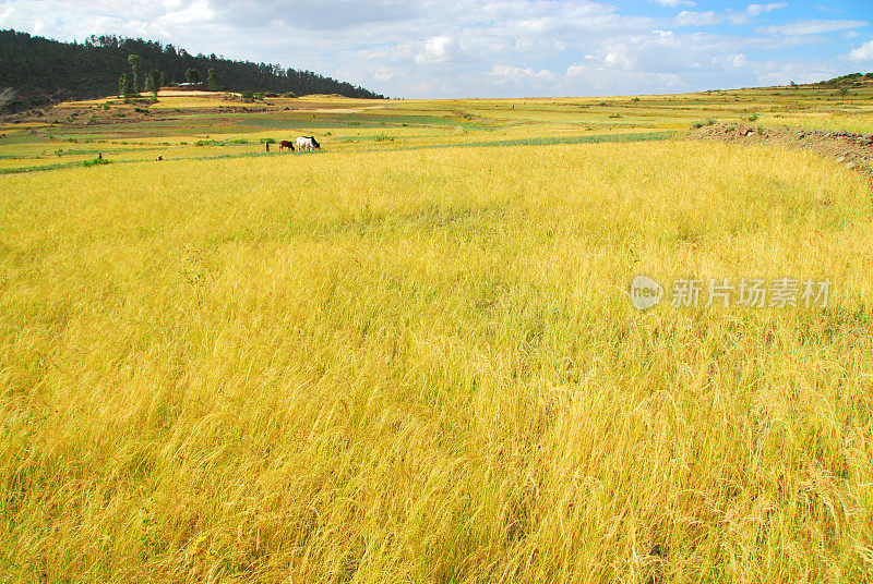 画眉草，埃塞俄比亚的谷物