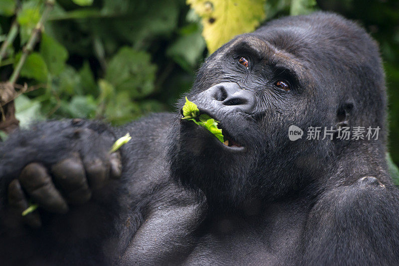 喂食银背大猩猩，野生动物拍摄，刚果